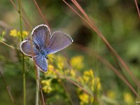 maudoc.com • Plebejus argus •  IMG_6244.jpg   Plebejus argus : Farfalla, Plebejus argus