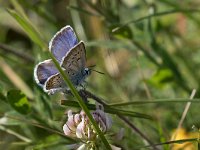 maudoc.com • Plebejus argus •  IMG_6248.jpg   Plebejus argus : Farfalla, Plebejus argus