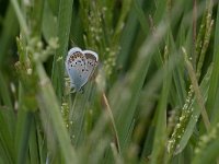 maudoc.com • Plebejus argus •  IMG_6299.jpg   Plebejus argus : Farfalla, Plebejus argus