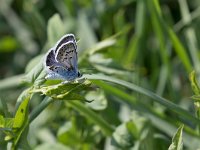 maudoc.com • Plebejus argus •  IMG_6502.jpg   Plebejus argus : Farfalla, Plebeius argus