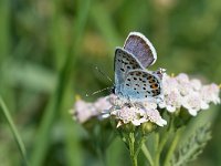 maudoc.com • Plebejus argus •  IMG_6518.jpg   Plebejus argus : Farfalla, Plebeius argus