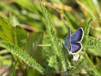 maudoc.com • Plebejus argus •  IMG_8275.jpg   Plebejus argus : Farfalla, Plebejus