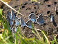 Plebejus argus