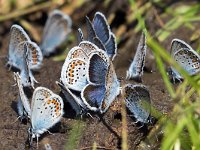 maudoc.com • Plebejus argus •  IMG_8306.jpg   Plebejus argus : Farfalla, Plebejus