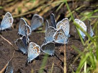 maudoc.com • Plebejus argus •  IMG_8309.jpg   Plebejus argus : Farfalla, Plebejus