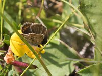 maudoc.com • Plebejus argus •  IMG_8505.jpg   Plebejus argus