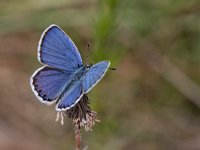 maudoc.com • Plebejus argyrognomon •  IMG_4154.jpg   Plebejus argyrognomon : Plebeius argyrognomon, Farfalla