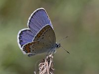 maudoc.com • Plebejus argyrognomon •  IMG_4156.jpg   Plebejus argyrognomon : Plebeius argyrognomon, Farfalla