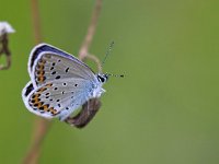 maudoc.com • Plebejus argyrognomon •  IMG_4794.jpg   Plebejus argyrognomon : Farfalla