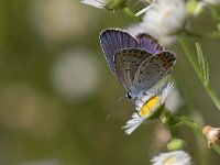 maudoc.com • Plebejus argyrognomon •  IMG_6156.jpg   Plebejus argyrognomon : Farfalla, Plebejus argyrognomon