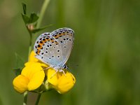 maudoc.com • Plebejus argyrognomon •  IMG_6526.jpg   Plebejus argyrognomon : Farfalla, Plebejus argyrognomon