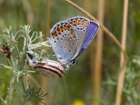 maudoc.com • Plebejus argyrognomon •  Plebeius_argyrognomon02.jpg   Plebejus argyrognomon : Farfalla, Plebeius argyrognomon