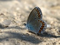 maudoc.com • Plebejus argyrognomon •  Plebeius_argyrognomon03.jpg   Plebejus argyrognomon : Farfalla, Plebeius argyrognomon