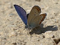 maudoc.com • Plebejus argyrognomon •  Plebeius_argyrognomon04.jpg   Plebejus argyrognomon : Farfalla, Plebeius argyrognomon