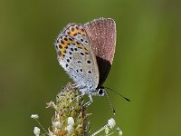 maudoc.com • Plebejus argyrognomon •  Plebeius argyrognomon_IMG 7953.jpg   Plebejus argyrognomon : Farfalla