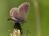 maudoc.com • Plebejus argyrognomon •  Plebeius argyrognomon_IMG 7959.jpg   Plebejus argyrognomon : Farfalla