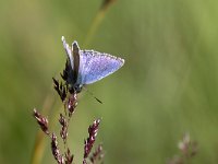 maudoc.com • Plebejus idas •  IMG_5493.jpg   Plebejus idas : Farfalla