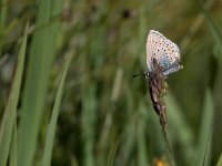 Plebejus idas