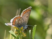 maudoc.com • Polyommatus celina •  IMG_3091.jpg   Polyommatus celina : Farfalla, Polyommatus icarus