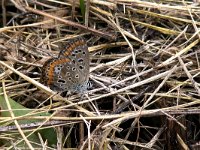 maudoc.com • Polyommatus icarus •  IMG_0501.jpg   Polyommatus icarus