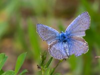 maudoc.com • Polyommatus icarus •  IMG_0915.jpg   Polyommatus icarus : Farfalla, Polyommatus icarus