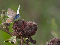 maudoc.com • Polyommatus icarus •  IMG_0923.jpg   Polyommatus icarus : Farfalla, Polyommatus icarus