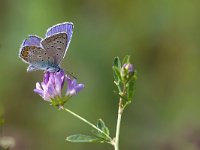 maudoc.com • Polyommatus icarus •  IMG_1012.jpg   Polyommatus icarus : Farfalla, Polyommatus icarus