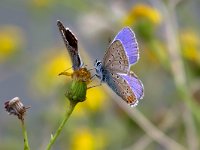 maudoc.com • Polyommatus icarus •  IMG_1046.jpg   Polyommatus icarus : Farfalla, Polyommatus icarus