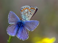 Polyommatus icarus