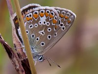 maudoc.com • Polyommatus icarus •  IMG_1056.jpg   Polyommatus icarus : Farfalla, Polyommatus icarus