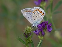 maudoc.com • Polyommatus icarus •  IMG_1703.jpg   Polyommatus icarus : Farfalla, Polyommatus icarus