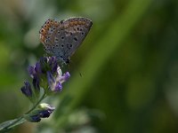 maudoc.com • Polyommatus icarus •  IMG_2510.jpg   Polyommatus icarus : Farfalla, Polyommatus icarus