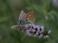 maudoc.com • Polyommatus icarus •  IMG_2813.jpg   Polyommatus icarus : Farfalla, Polyommatus icarus