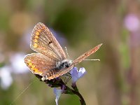 maudoc.com • Polyommatus icarus •  IMG_3911.jpg   Polyommatus icarus