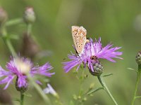 maudoc.com • Polyommatus icarus •  IMG_4345.jpg   Polyommatus icarus