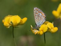 maudoc.com • Polyommatus icarus •  IMG_6599.jpg   Polyommatus icarus : Farfalla, Polyommatus icarus