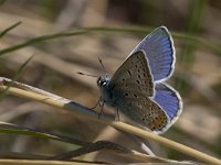 maudoc.com • Polyommatus icarus •  IMG_6839.jpg   Polyommatus icarus : Farfalla, Polyommatus icarus