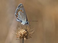 maudoc.com • Polyommatus icarus •  IMG_7298.jpg   Polyommatus icarus : Farfalla, Polyommatus icarus