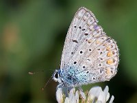 maudoc.com • Polyommatus icarus •  IMG_7484.jpg   Polyommatus icarus : Farfalla, Polyommatus icarus