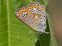 maudoc.com • Polyommatus icarus •  IMG_7580.jpg   Polyommatus icarus  female : Farfalla, Polyommatus icarus