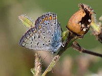 maudoc.com • Polyommatus icarus •  IMG_7591.jpg   Polyommatus icarus : Farfalla, Polyommatus icarus