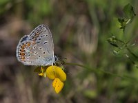 maudoc.com • Polyommatus icarus •  IMG_7618.jpg   Polyommatus icarus : Polyommatus icarus