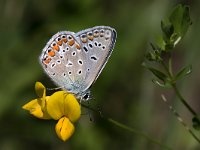 maudoc.com • Polyommatus icarus •  IMG_7622.jpg   Polyommatus icarus : Polyommatus icarus