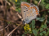 maudoc.com • Polyommatus icarus •  IMG_7837.jpg   Polyommatus icarus : Farfalla, Polyommatus icarus