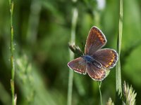 maudoc.com • Polyommatus icarus •  IMG_8034.jpg   Polyommatus icarus : Farfalla, X id