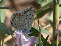 maudoc.com • Polyommatus icarus •  IMG_8749.jpg   Polyommatus icarus : Farfalla, Polyommatus icarus