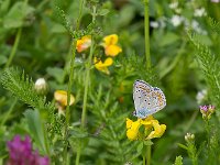 maudoc.com • Polyommatus icarus •  IMG_8801.jpg   Polyommatus icarus : Farfalla, Polyommatus icarus