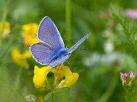 maudoc.com • Polyommatus icarus •  IMG_8806.jpg   Polyommatus icarus : Farfalla, Polyommatus icarus