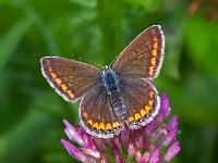 maudoc.com • Polyommatus icarus •  IMG_8834.jpg   Polyommatus icarus : Farfalla, Polyommatus icarus