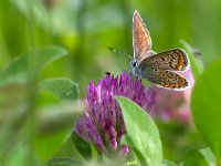 maudoc.com • Polyommatus icarus •  IMG_8840.jpg   Polyommatus icarus : Farfalla, Polyommatus icarus